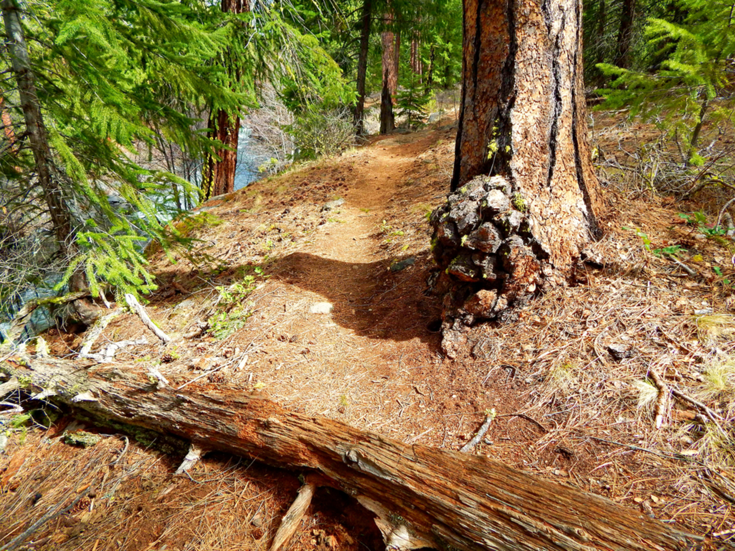 An image depicting the trail Whychus Creek Trail and its surrounding area.