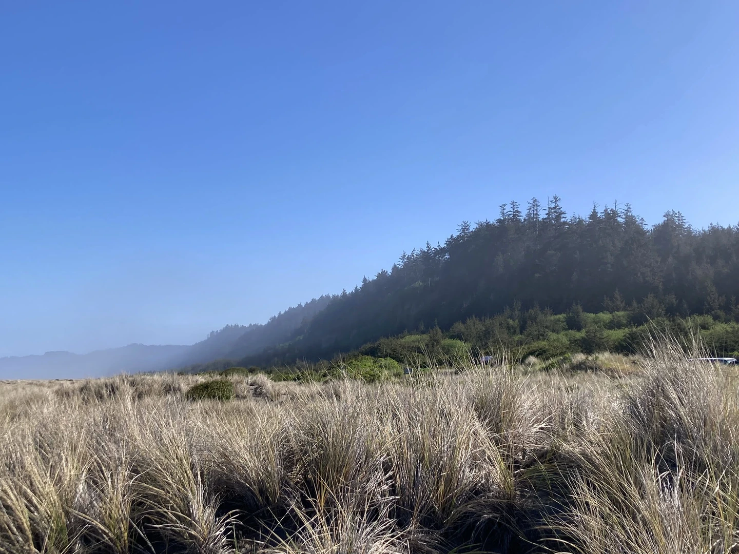 An image depicting the trail Miner's Ridge, Clintonia and James Irvine Loop Trail and its surrounding area.