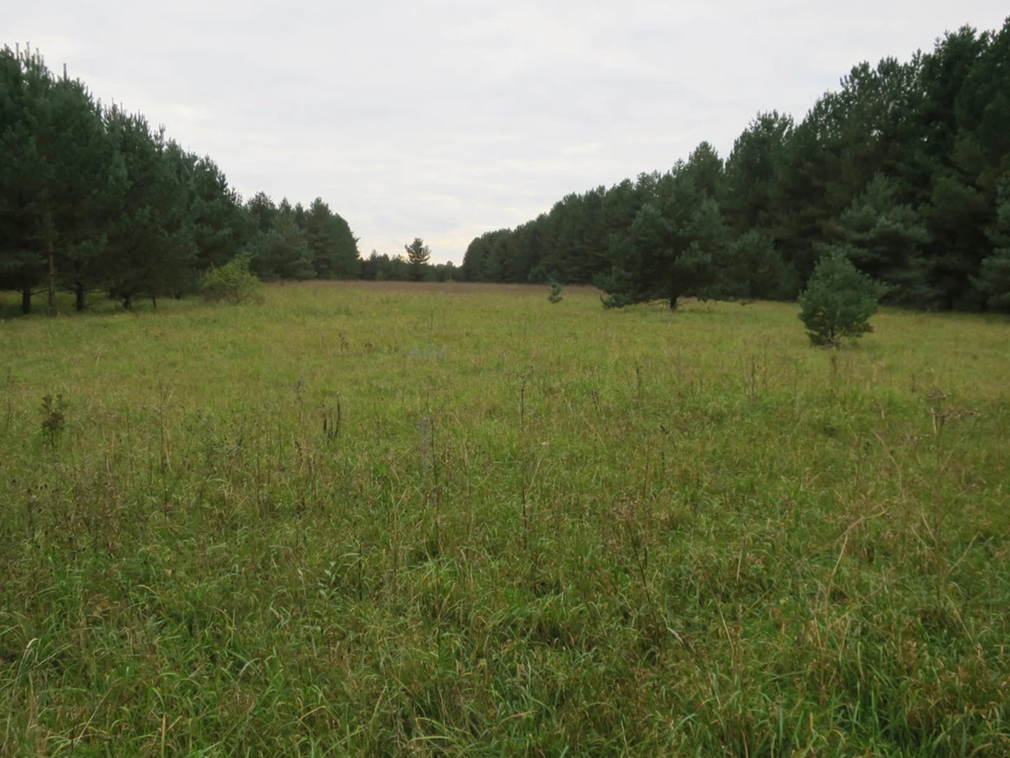 An image depicting the trail Mildenhall Woods Walk and its surrounding area.