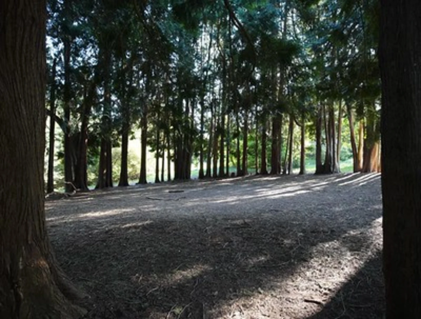 An image depicting the trail Rownhams Plantation and Buxey Wood and its surrounding area.