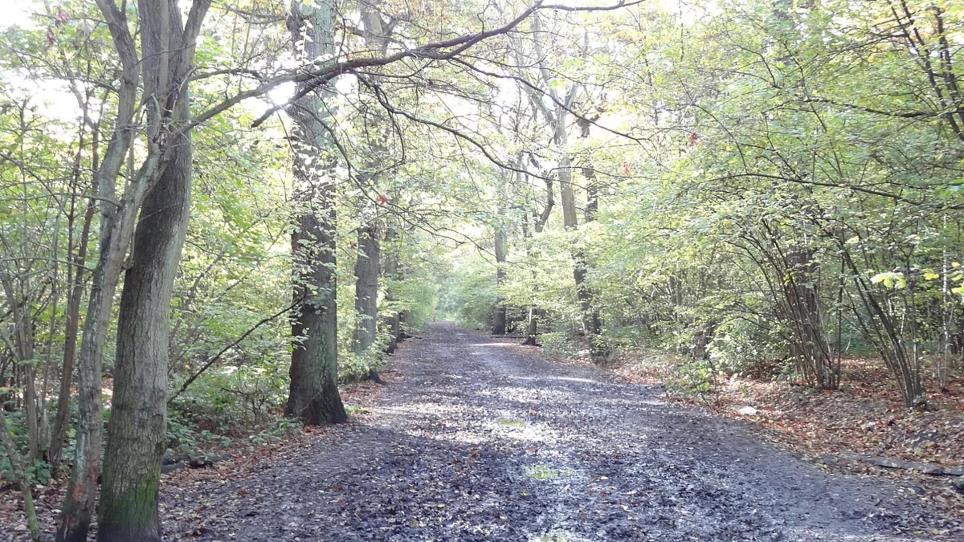 An image depicting the trail Maryon Park and Oxleas Wood Walk and its surrounding area.