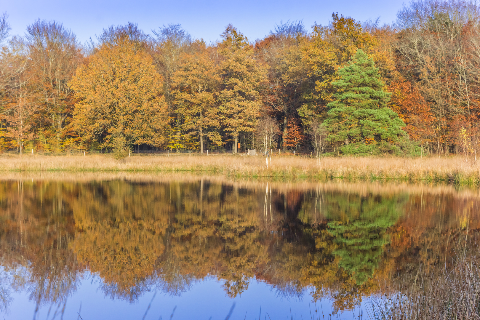 An image depicting the trail De Rietweg, Kampenesch and Bloemendellen Loop and its surrounding area.