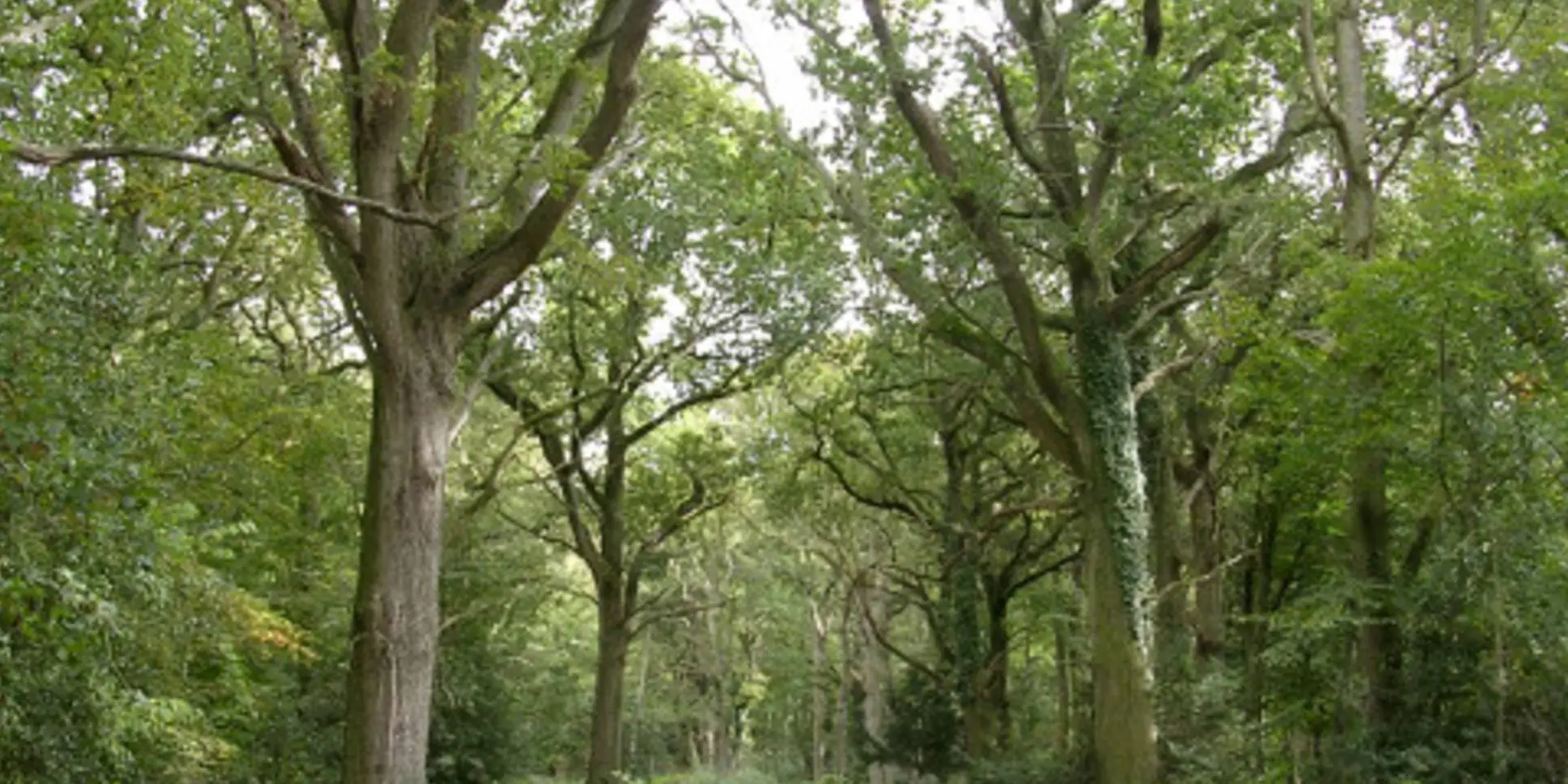 An image depicting the trail Ashurst and Churchplace Inclosure and its surrounding area.
