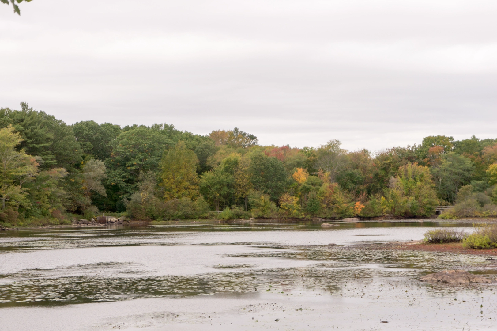 An image depicting the trail Woodpecker Pond - Heron Pond - Triphammer Pond Loop and its surrounding area.