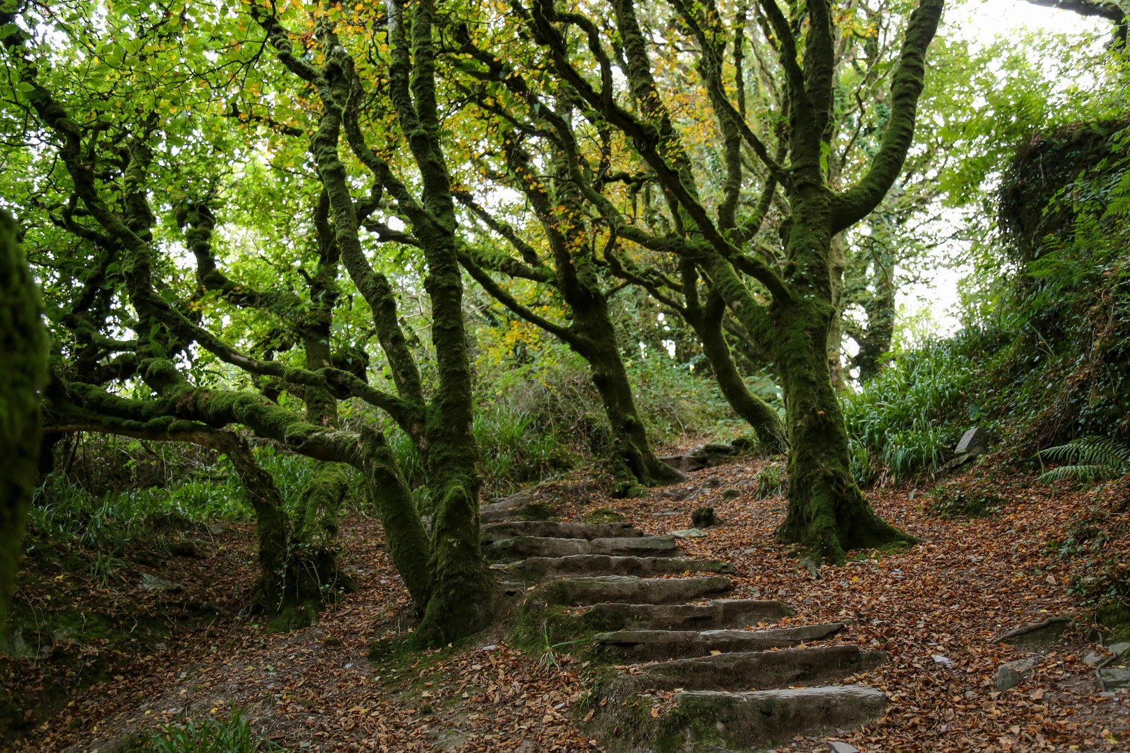 An image depicting the trail Barnageehy Loop and its surrounding area.