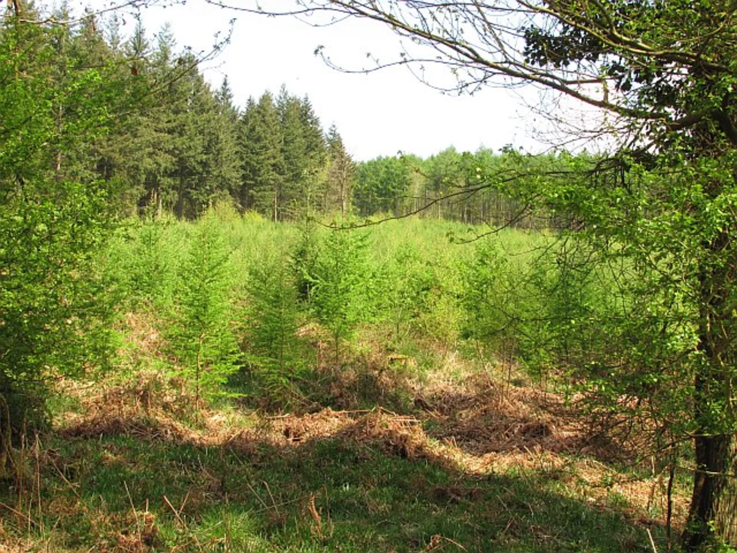 An image depicting the trail Mallards Pike and Russell's Inclosure Loop and its surrounding area.