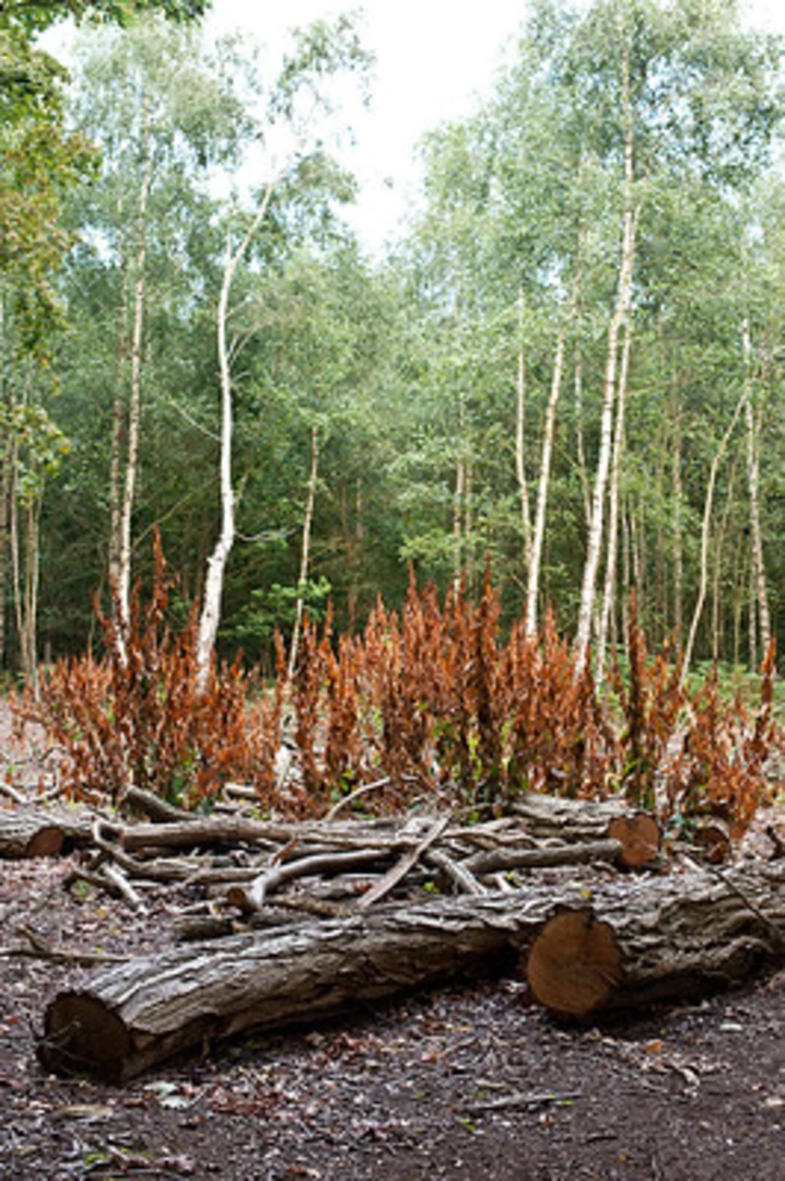 An image depicting the trail Shackleford and Peper Harow Loop and its surrounding area.