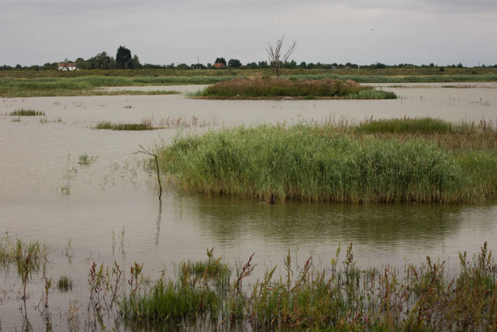 An image depicting the trail Frampton Marsh Loop and its surrounding area.