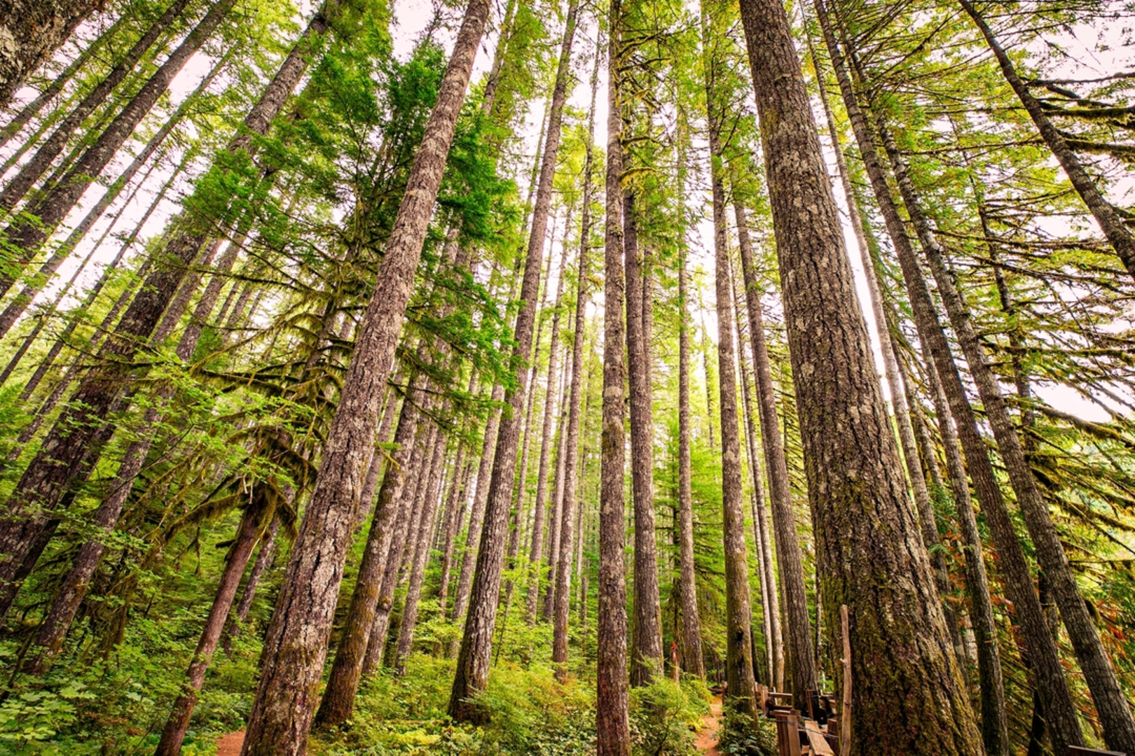 An image depicting the trail Lewis River Trail and its surrounding area.