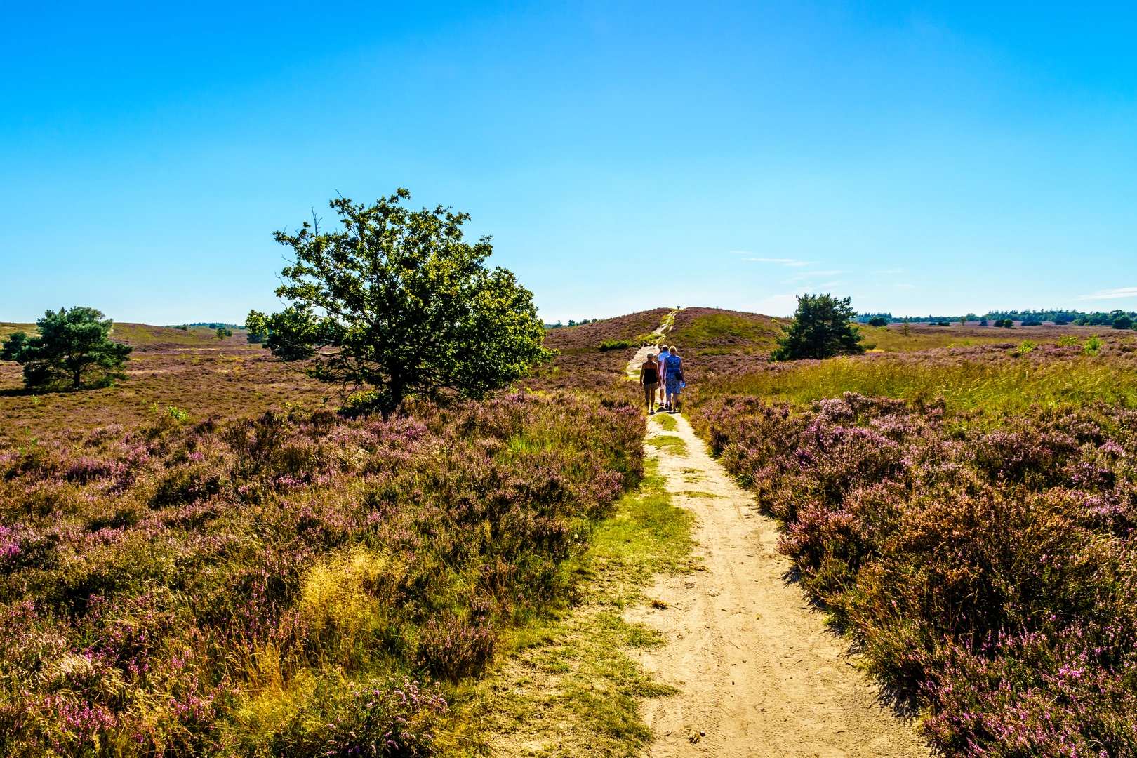 An image depicting the trail Duivelsberg, Berglust and Vossenberg Loop and its surrounding area.