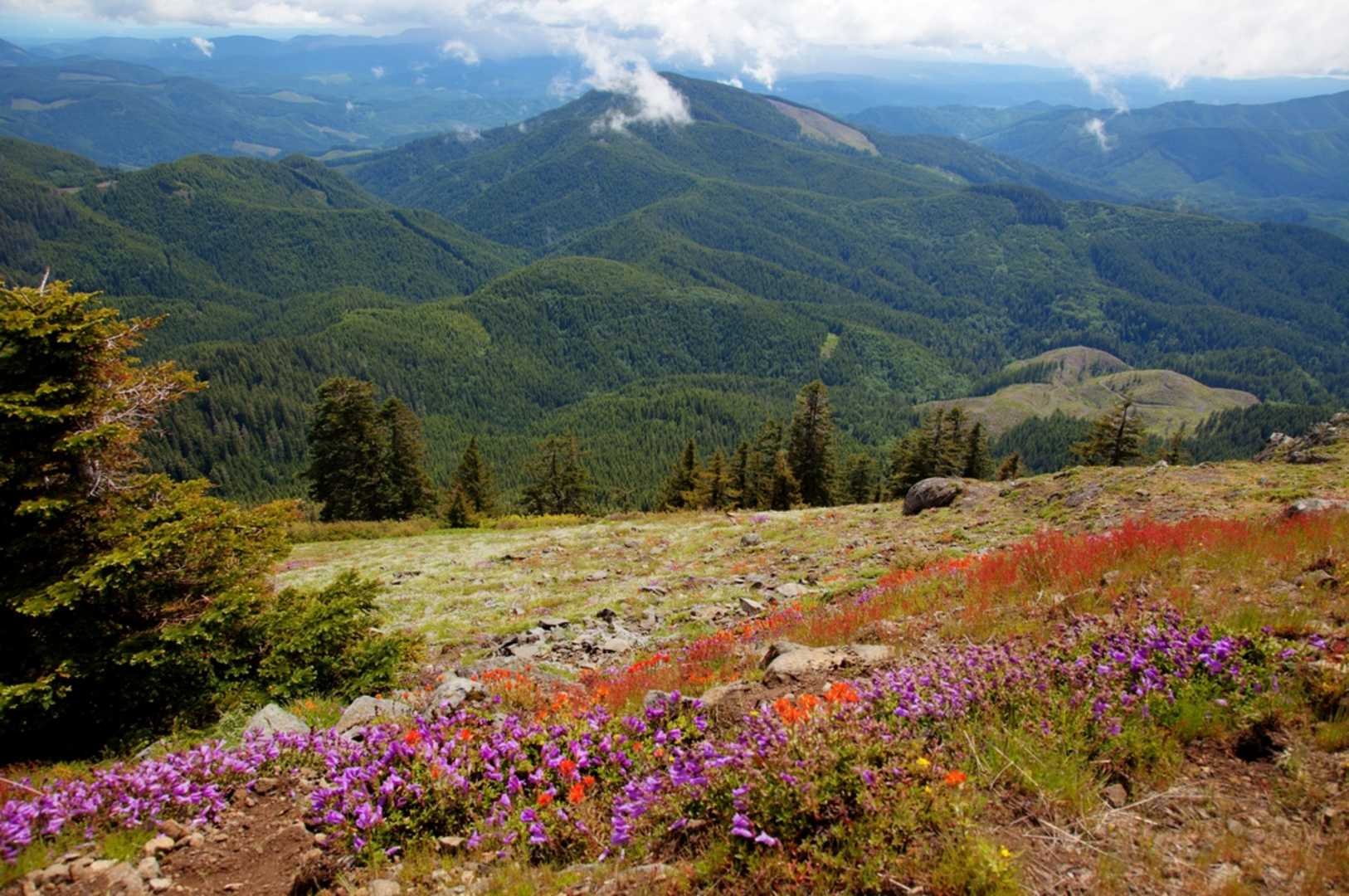 An image depicting the trail East Ridge - Marys Peak Trail and its surrounding area.