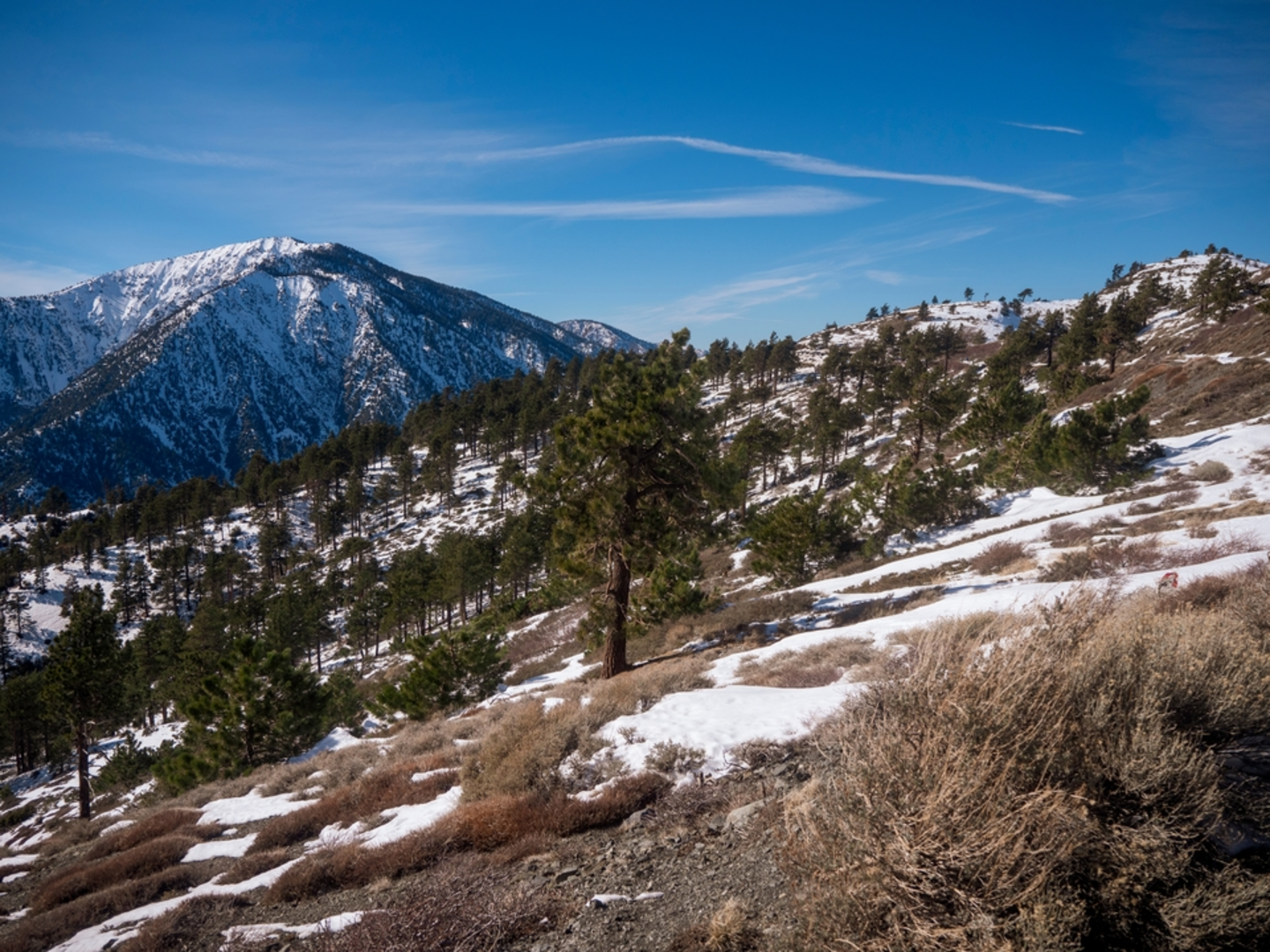An image depicting the trail Manzanita Trail and its surrounding area.