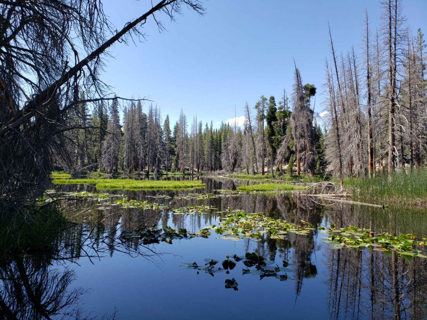 An image depicting the trail Leavitt Lake Trail and its surrounding area.