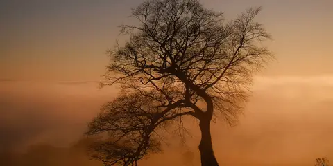 An image depicting the trail Littlewood - Forest Walk and its surrounding area.