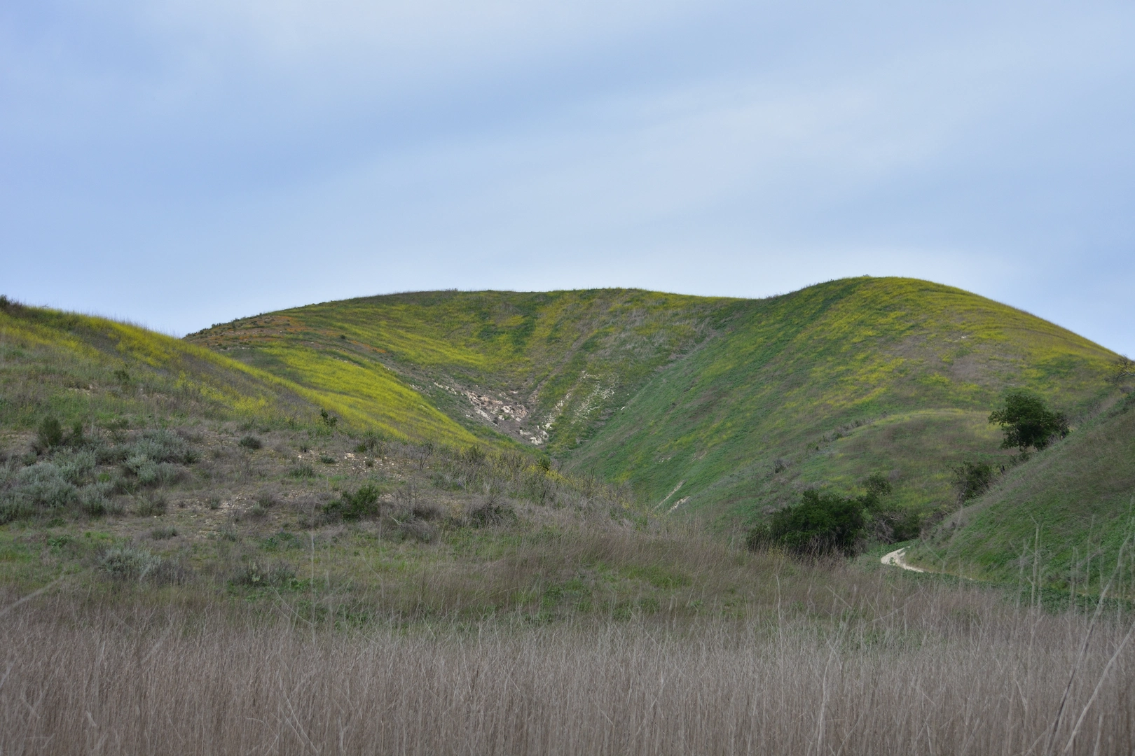 An image depicting the trail Chesebro Creek Loop and its surrounding area.