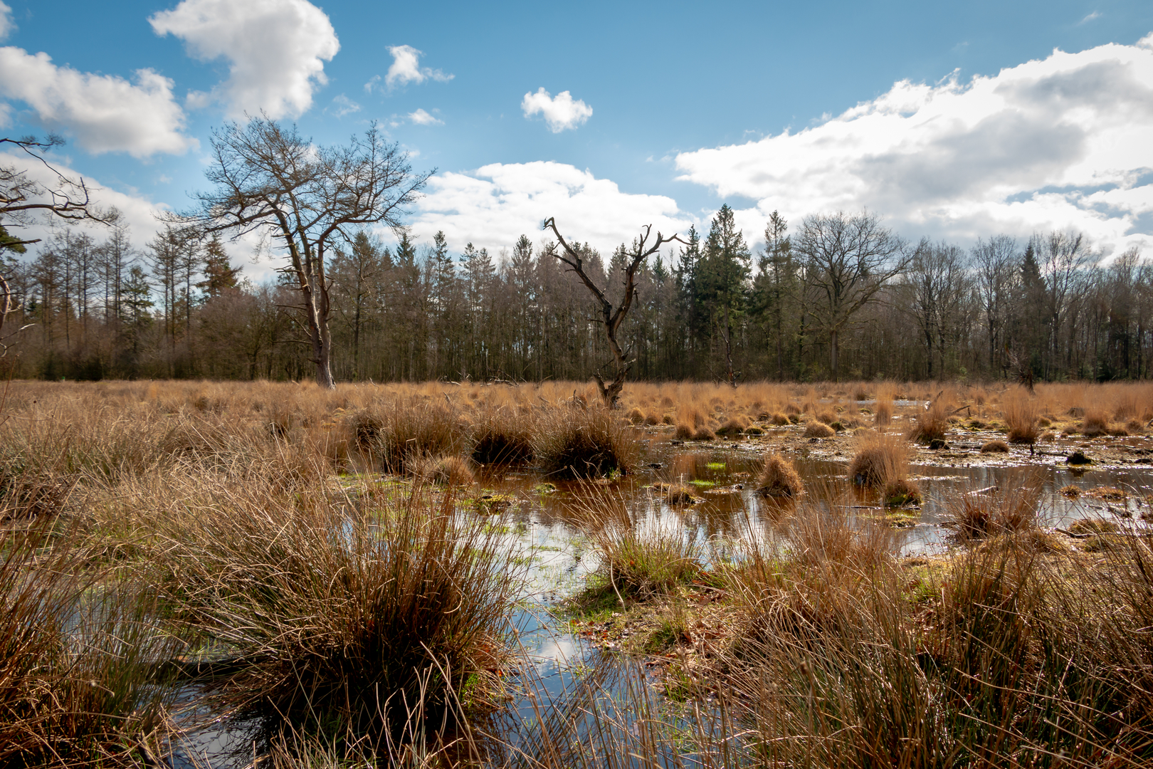 An image depicting the trail Fislerwoud, Berg en Dal and Galgenberg Loop and its surrounding area.