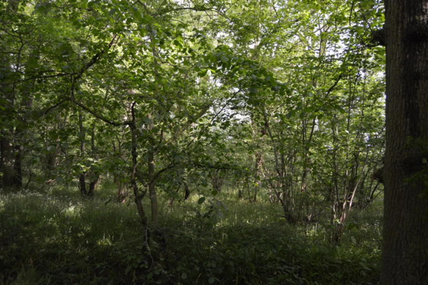An image depicting the trail Ridgmont to Bromham Walk and its surrounding area.