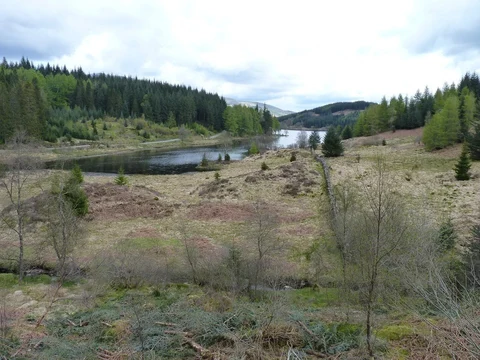 An image depicting the trail Pine Ridge - Achray Forest and its surrounding area.