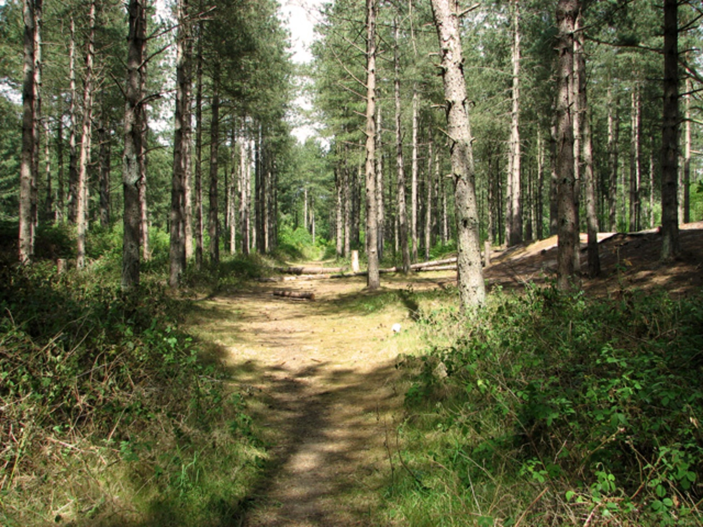 An image depicting the trail Upton Mill and Upton Broad and Marshes Nature Reserve Loop and its surrounding area.