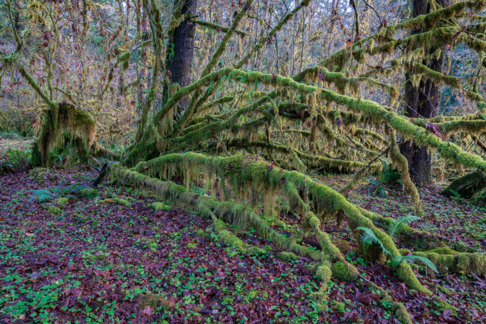 An image depicting the trail Queets River Trail and its surrounding area.