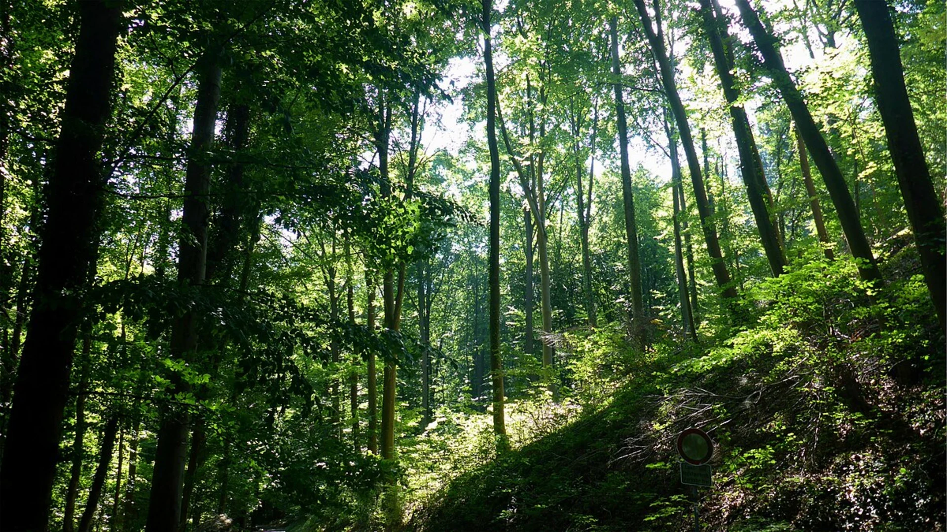 An image depicting the trail Weingarten, Ungeheuerklamm and Pfadberg Loop and its surrounding area.