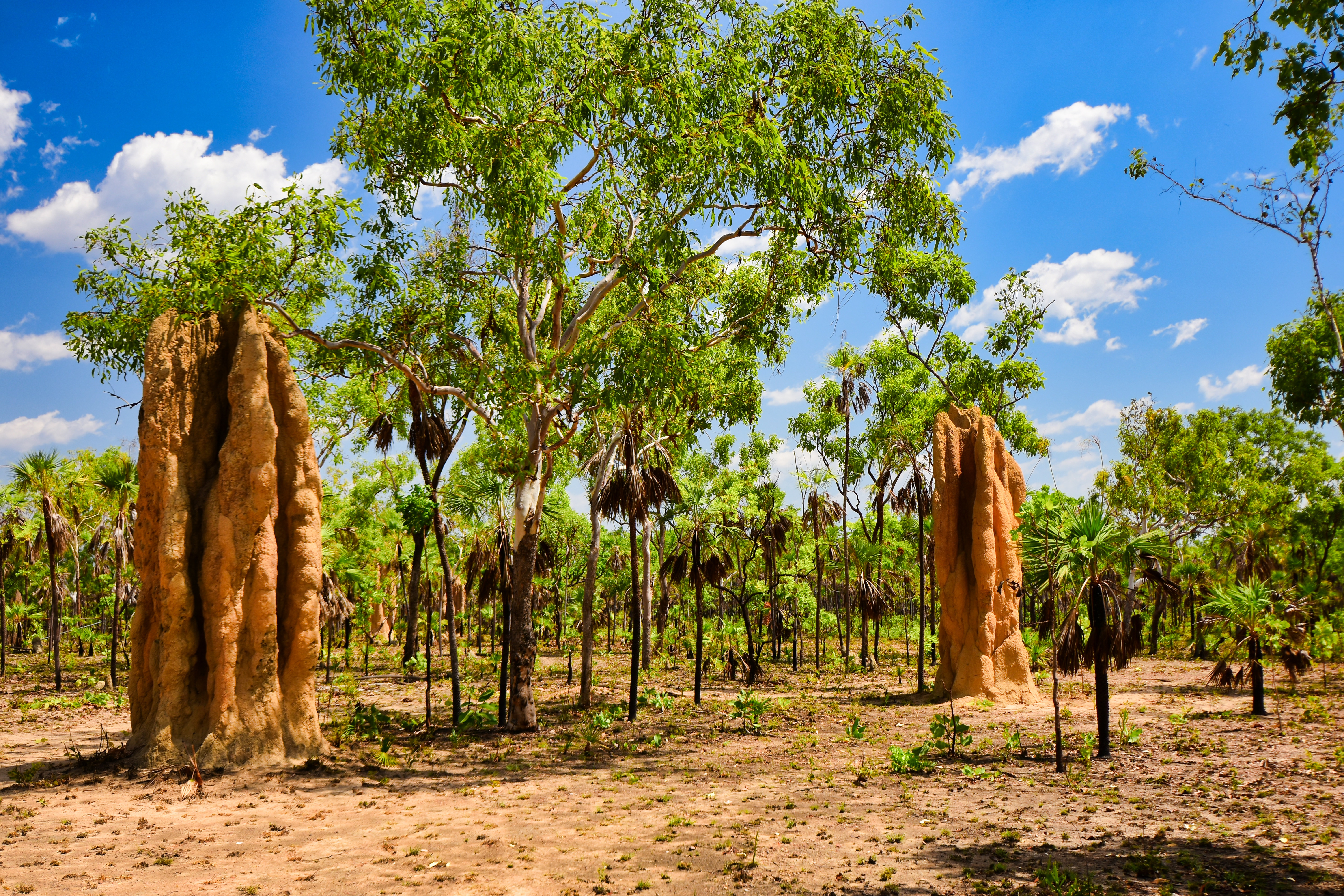 An image depicting the trail Litchfield National Park and its surrounding area.