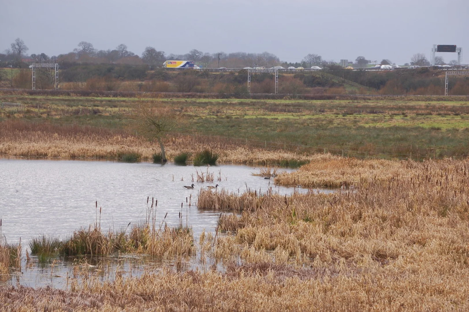 An image depicting the trail Doxey Marshes and Tillington Pool Loop and its surrounding area.