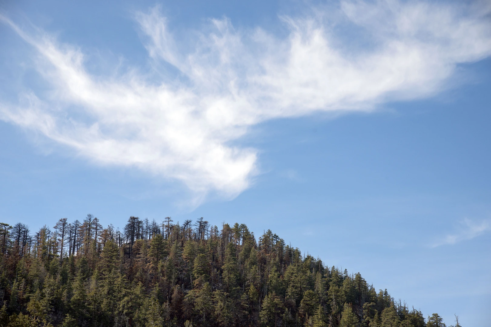 An image depicting the trail Pacific Crest Trail and Ironwood Road Loop and its surrounding area.