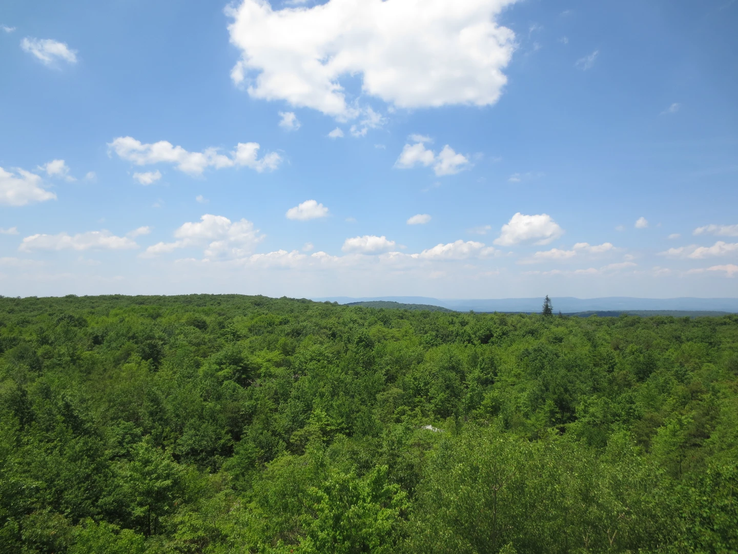 An image depicting the trail Mount Davis Loop Trail and its surrounding area.