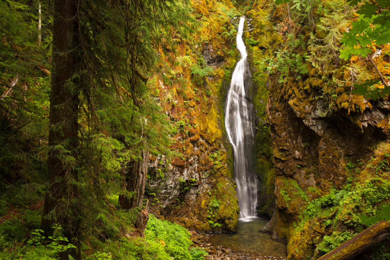 An image depicting the trail Pinard Falls Trail and its surrounding area.