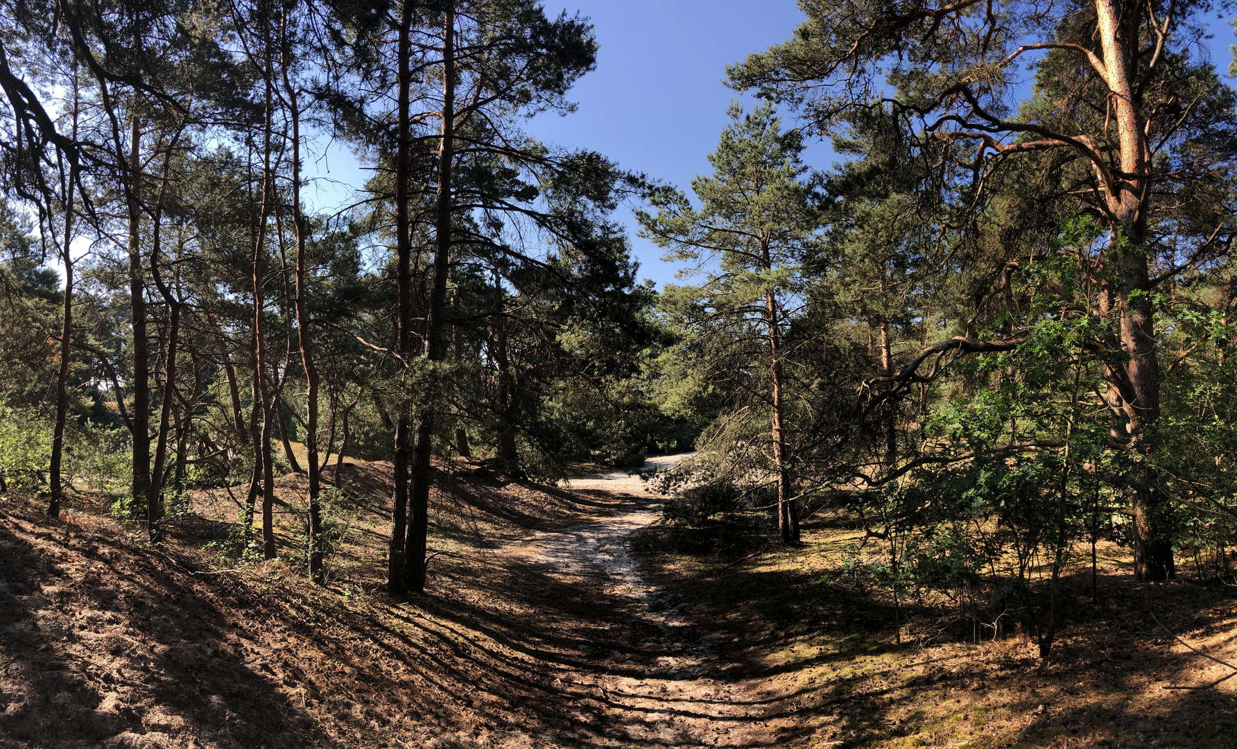 An image depicting the trail Noordlaarderbos and Vijftig Bunder via Pollse Weg, Duin Weg and Westerse Weg and its surrounding area.
