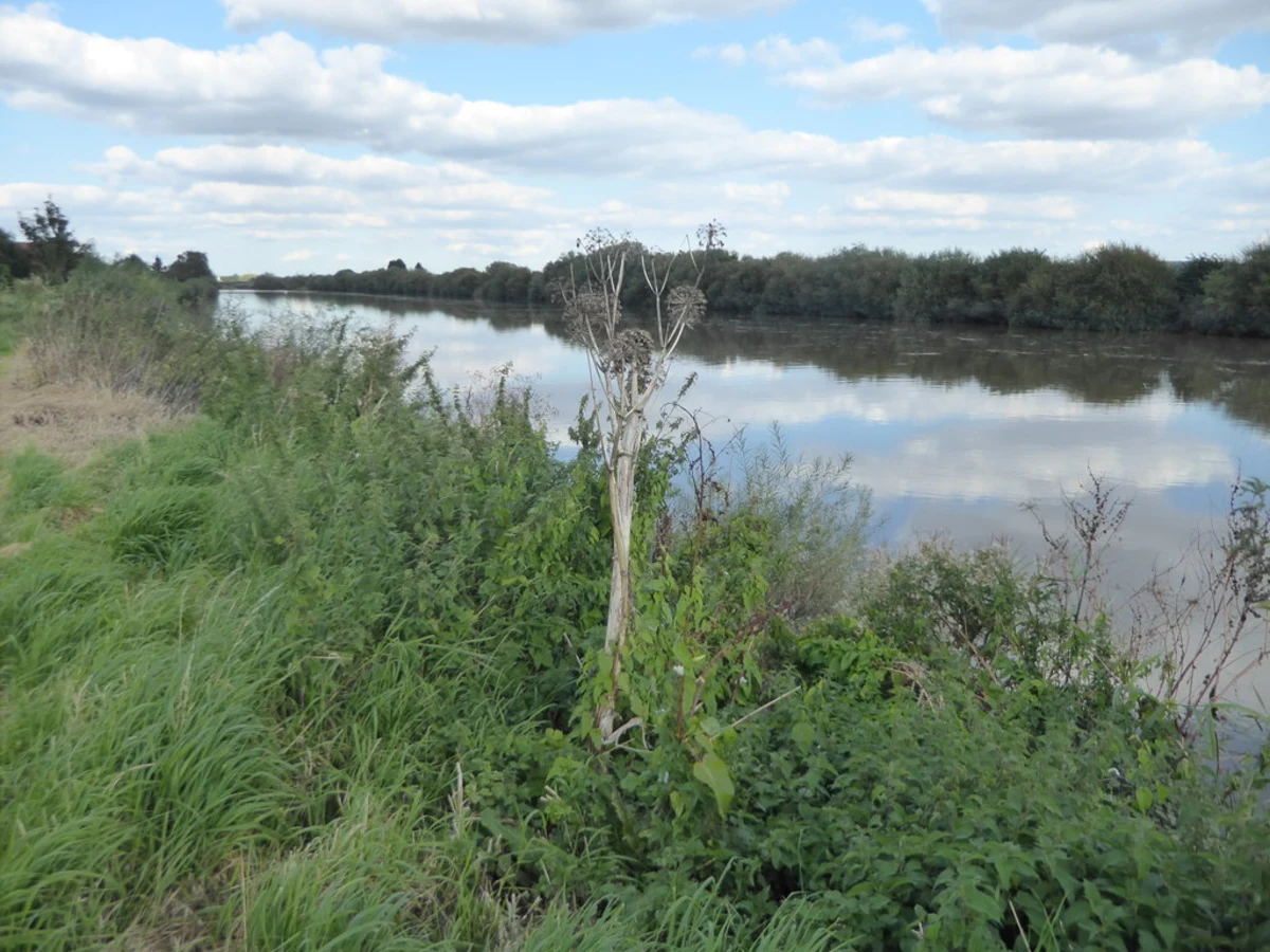 Susworth and East Ferry Loop via Sunflower Park