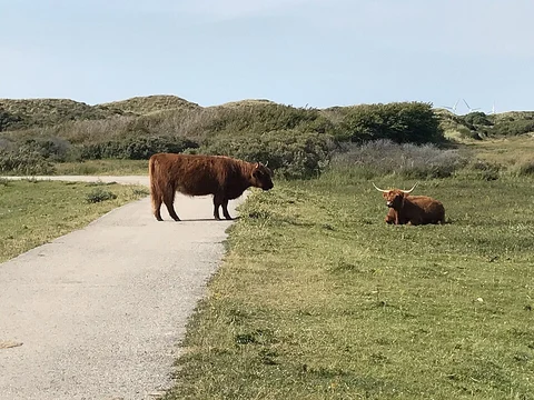 Zuidervlak and Kasteel Duinen Kruidberg via Zeeweg and Koningsweg