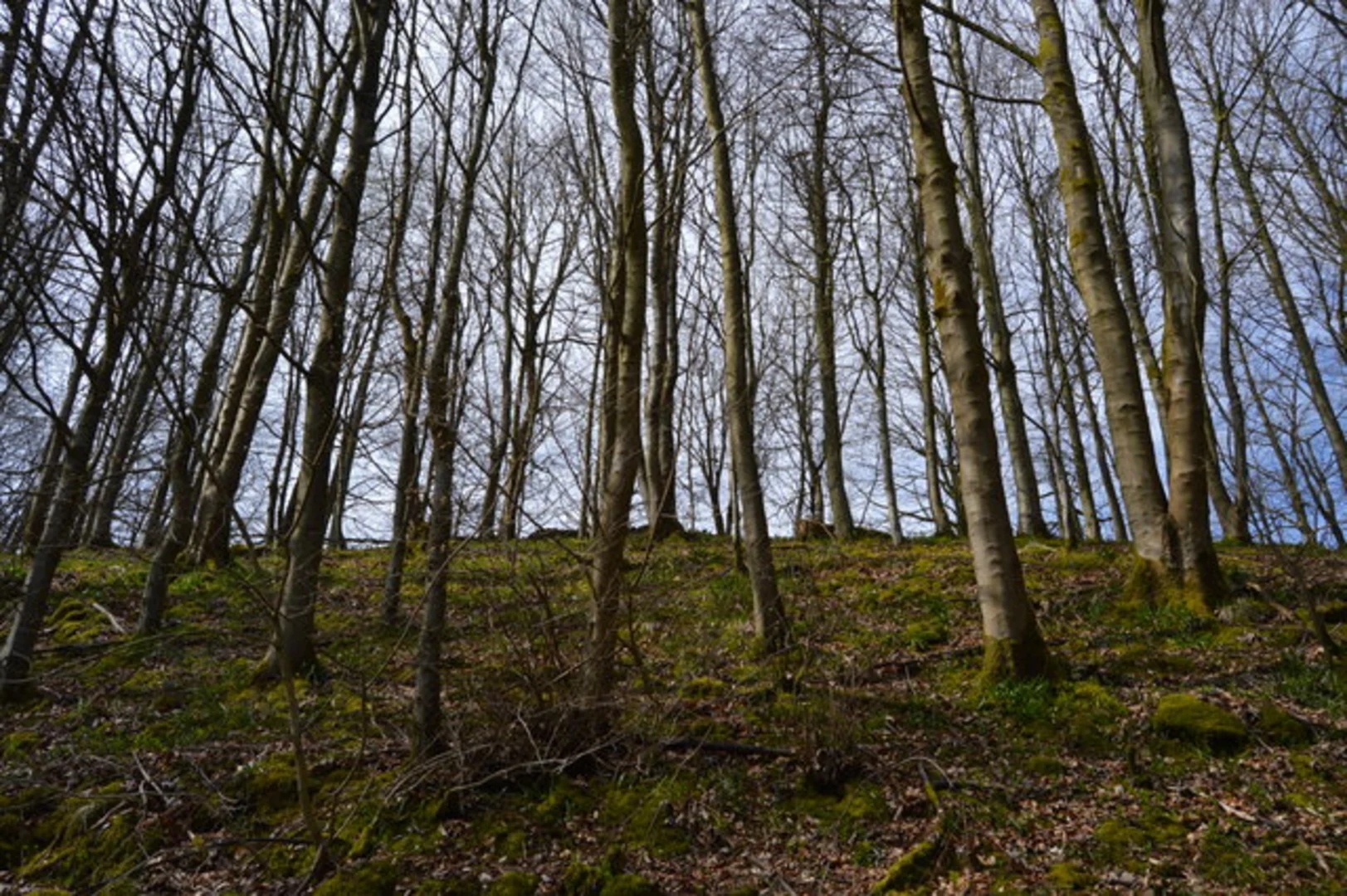 An image depicting the trail Clapdale Wood, Trow Gill, Gaping Gill and Little Ingleborough Loop and its surrounding area.