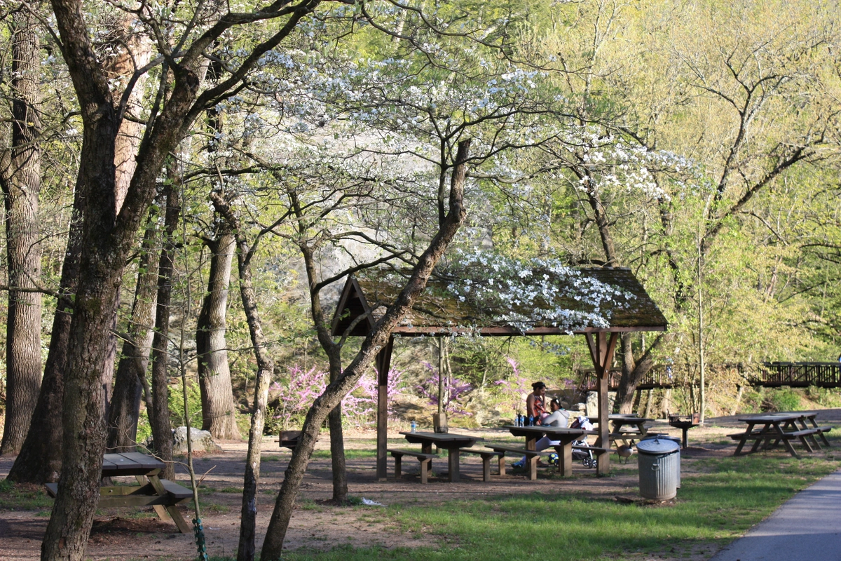 Pennypack Creek - Walnut Hill