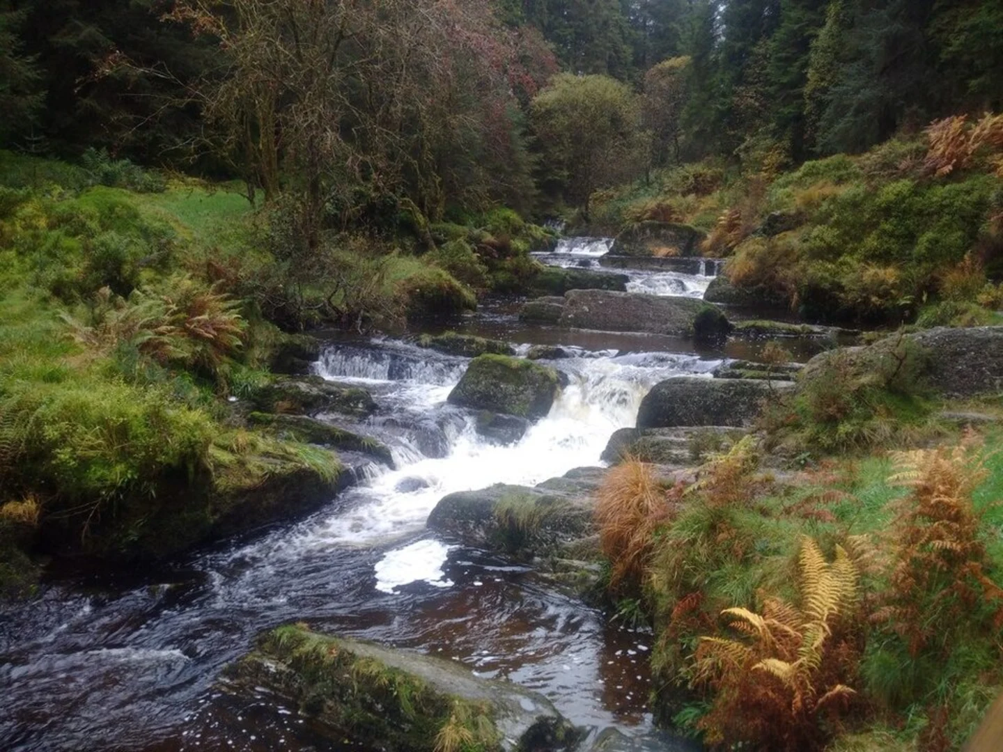 An image depicting the trail Hafren Forest Walk and its surrounding area.