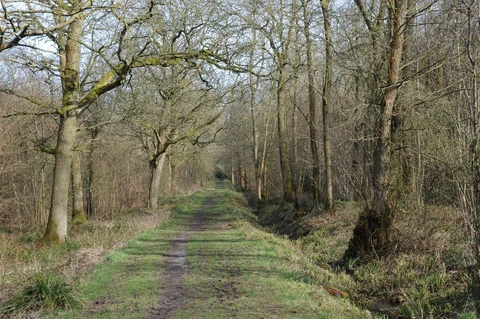 An image depicting the trail Uffmoor Wood Walk and its surrounding area.