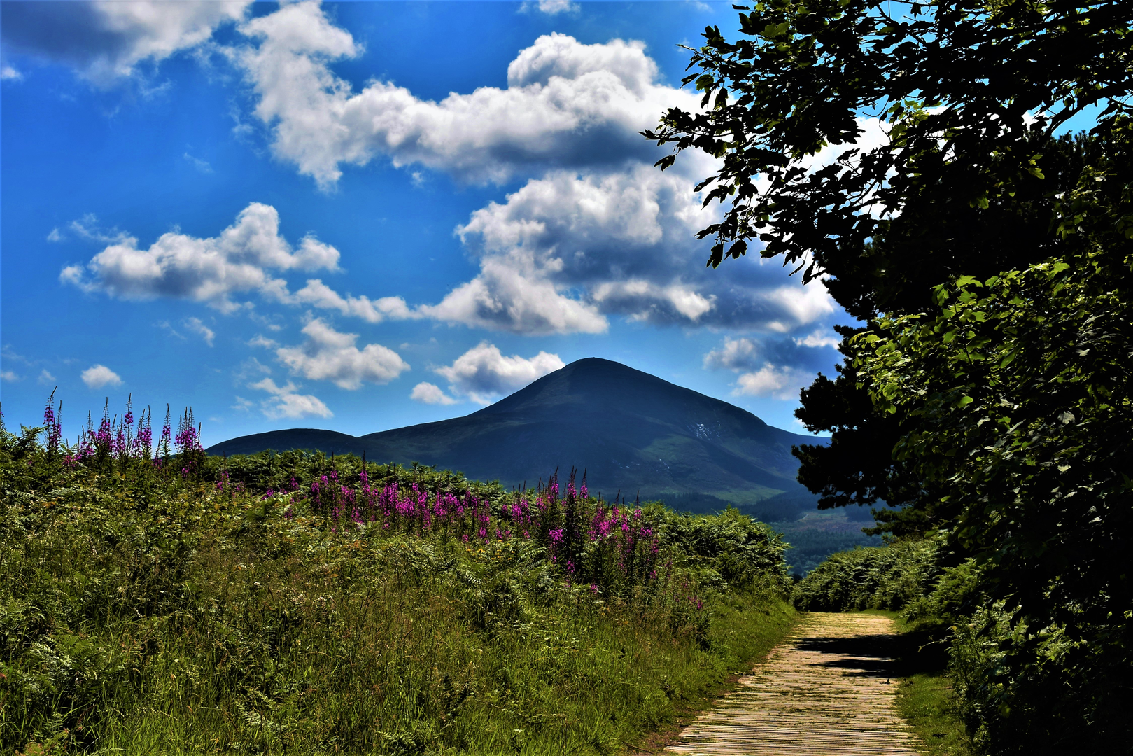 An image depicting the trail Murlough National Nature Reserve and its surrounding area.