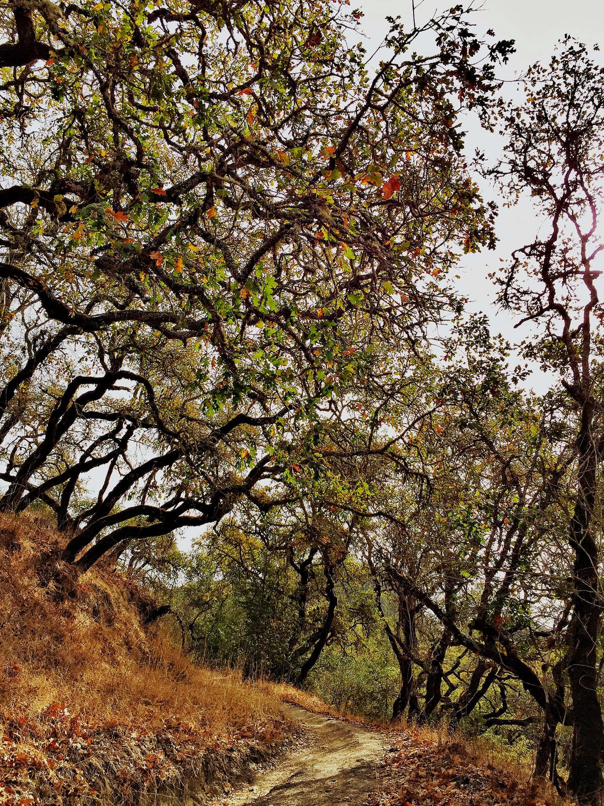 Shiloh Ranch Regional Park Loop