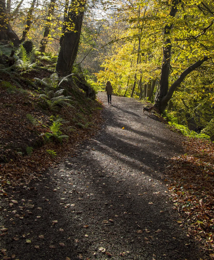 An image depicting the trail Crawfordsburn Country Park and its surrounding area.