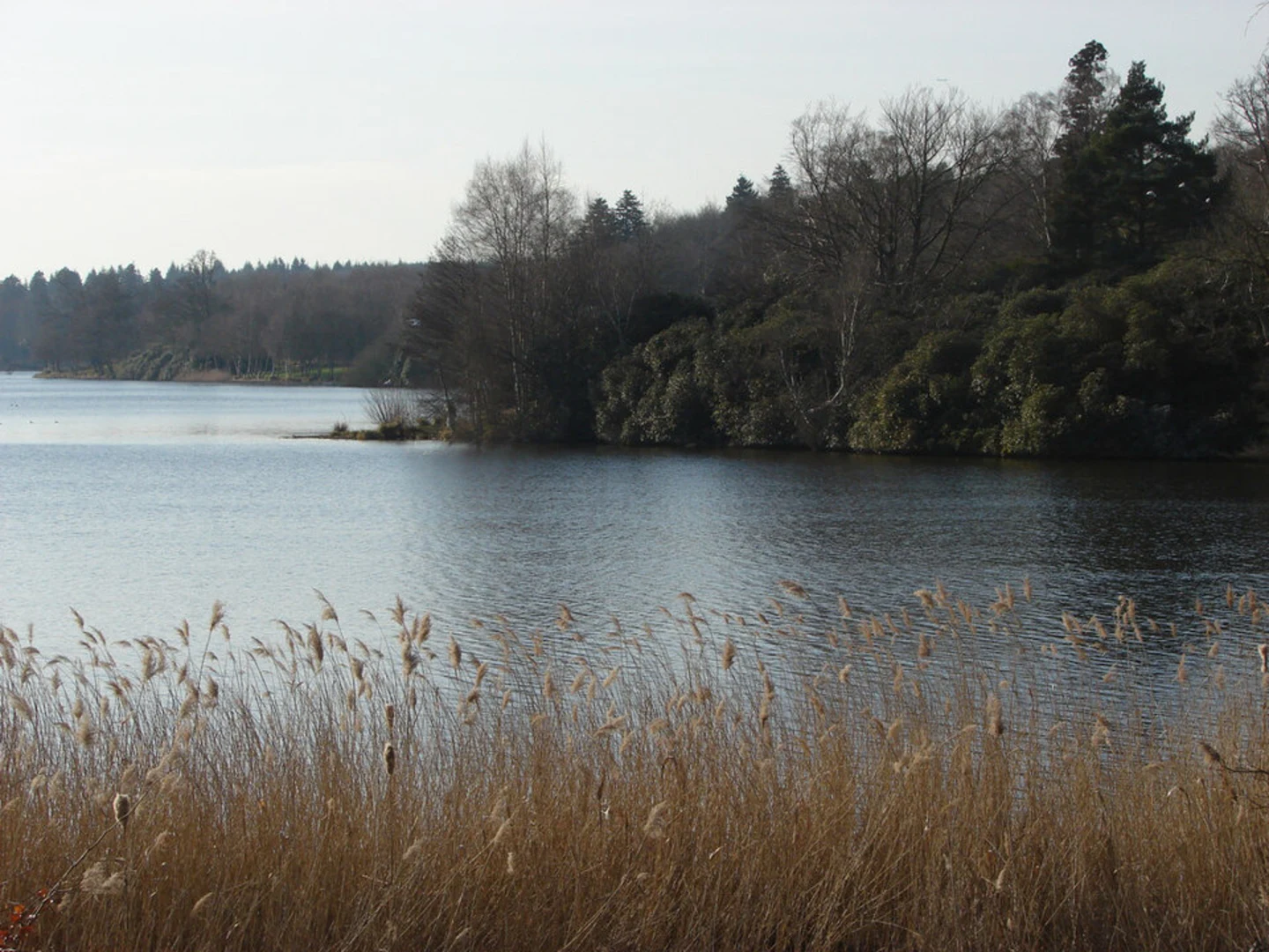 An image depicting the trail Virginia Water Lake Loop and its surrounding area.