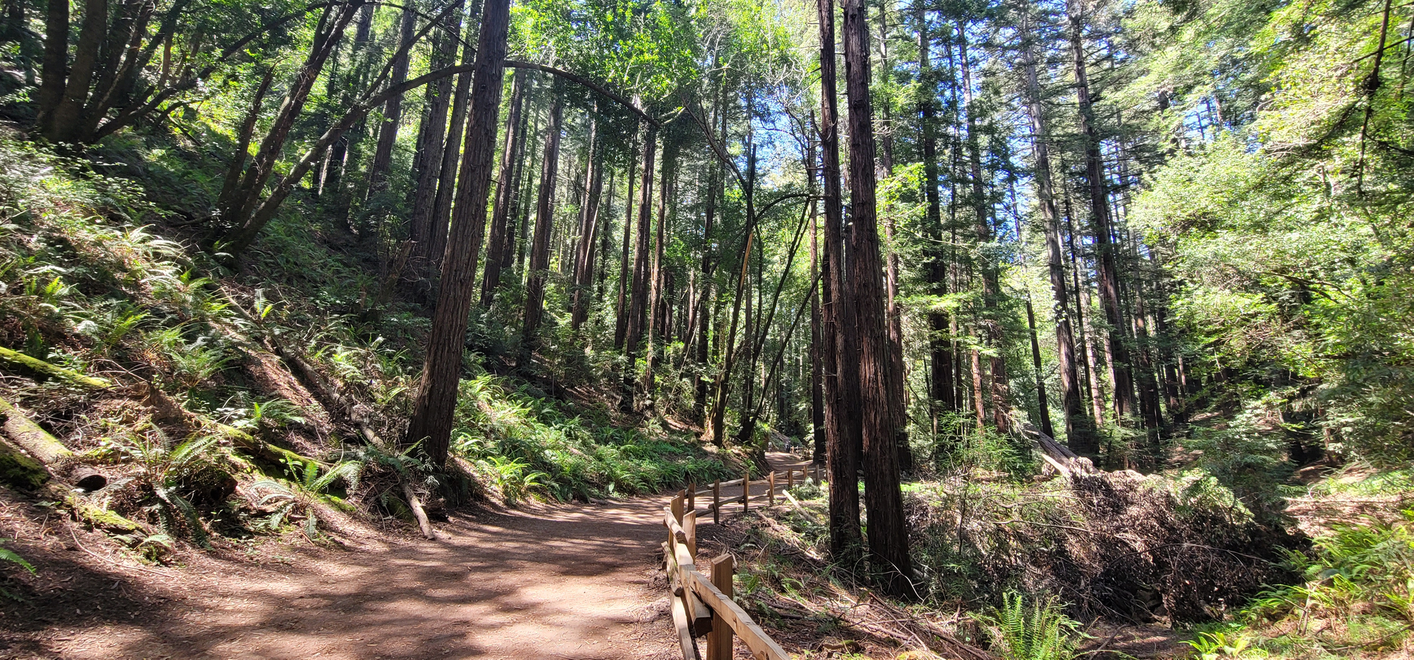An image depicting the trail Tres Sends Trail, French Trail, Redwood Peak Trail and West Ridge Trail and its surrounding area.