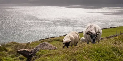 An image depicting the trail Dingle - Siuloid a tSais and its surrounding area.