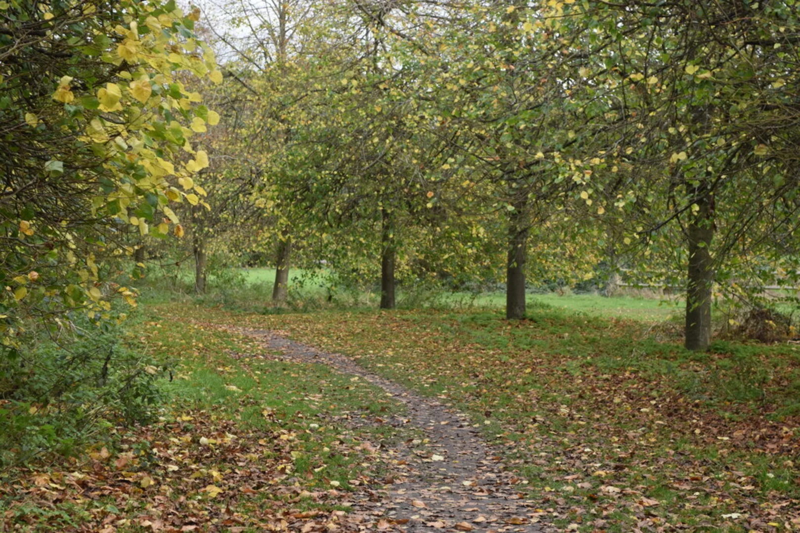 An image depicting the trail Camer Park and its surrounding area.