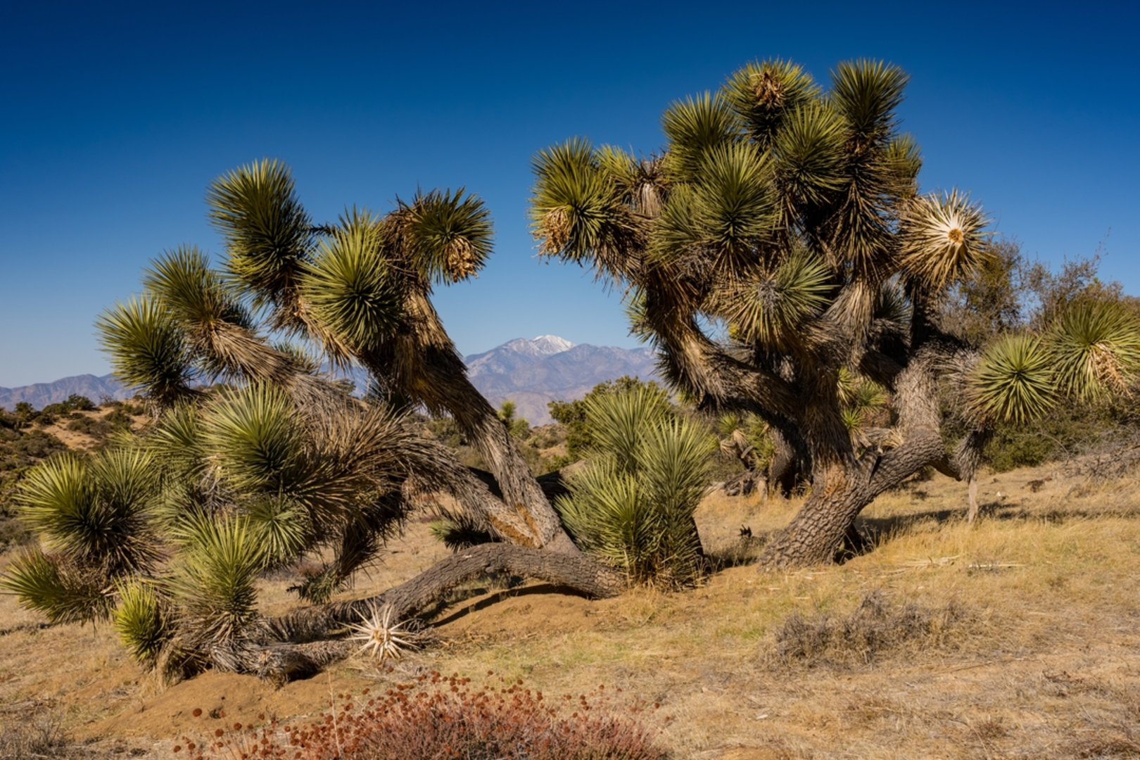An image depicting the trail Onyx Peak via Pacific Crest Trail and its surrounding area.