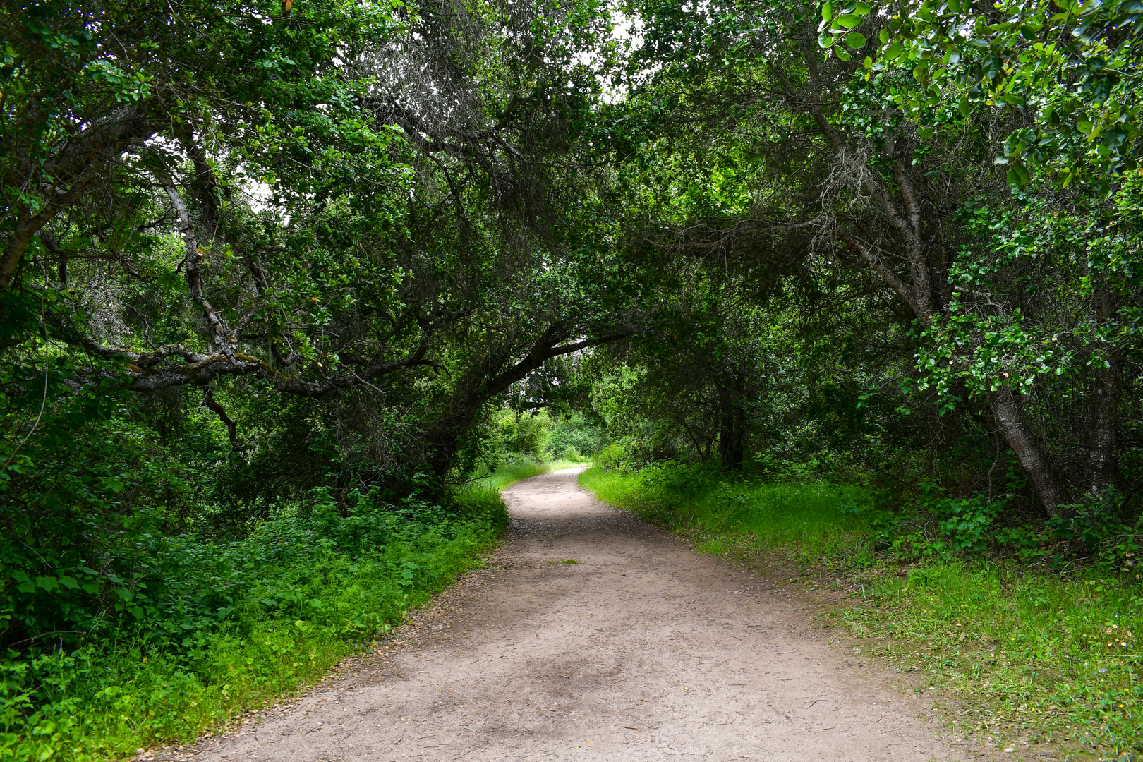 An image depicting the trail Oakview, Snively's Ridge and Mesa Loop Trail and its surrounding area.