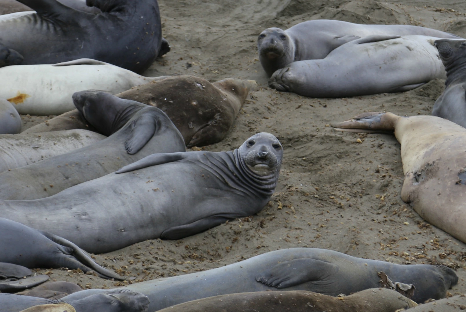 An image depicting the trail Lighthouse and Elephant Seals Overlook Trail and its surrounding area.