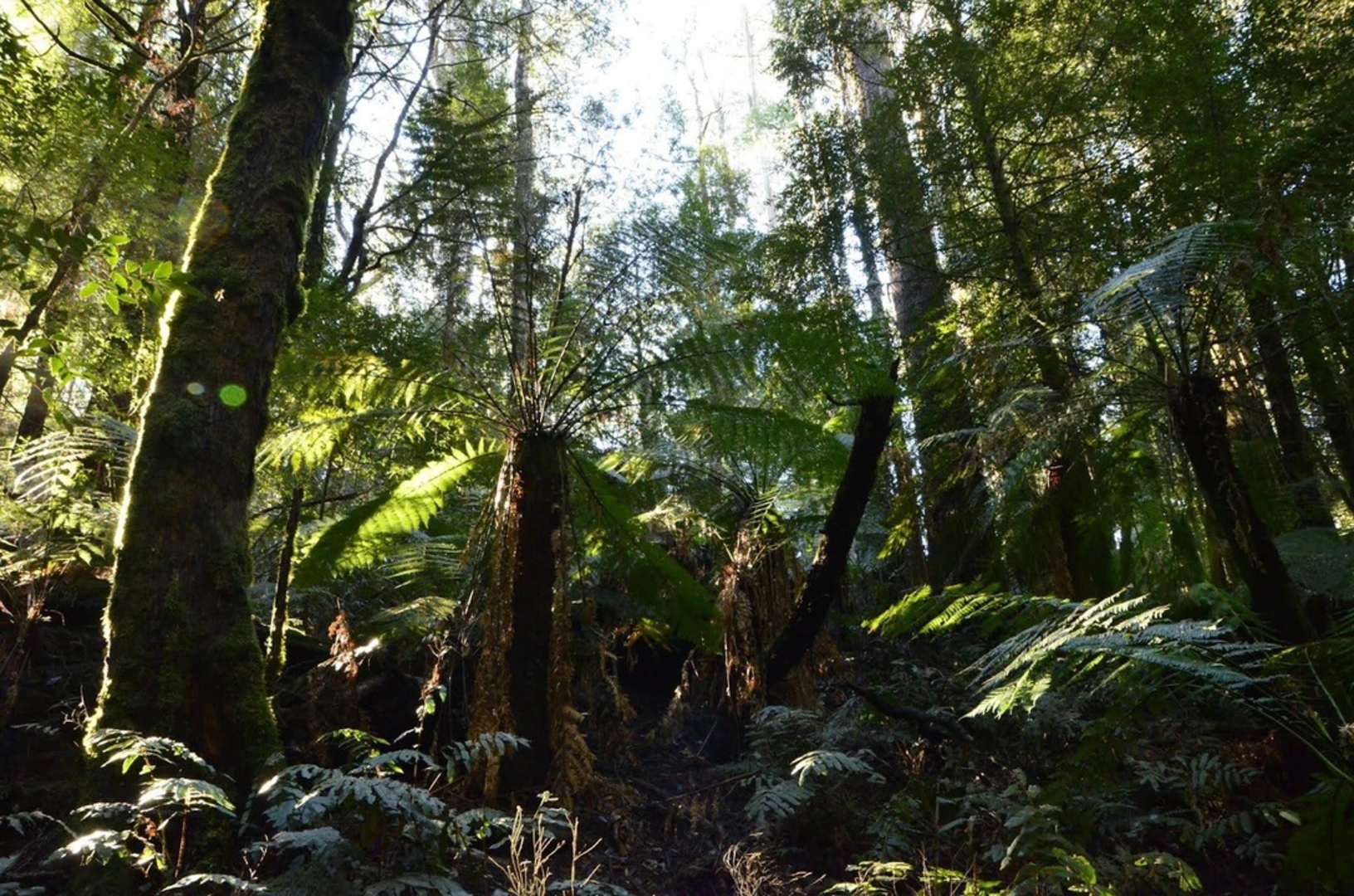 An image depicting the trail Ada Tree and Federal Mill Circuit and its surrounding area.