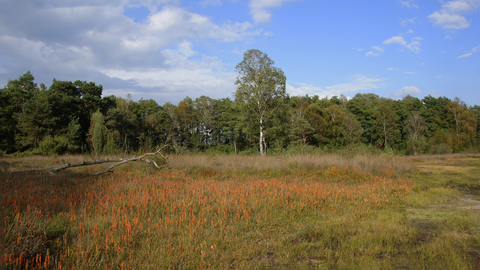 Hillingenpad and Snippert Weg