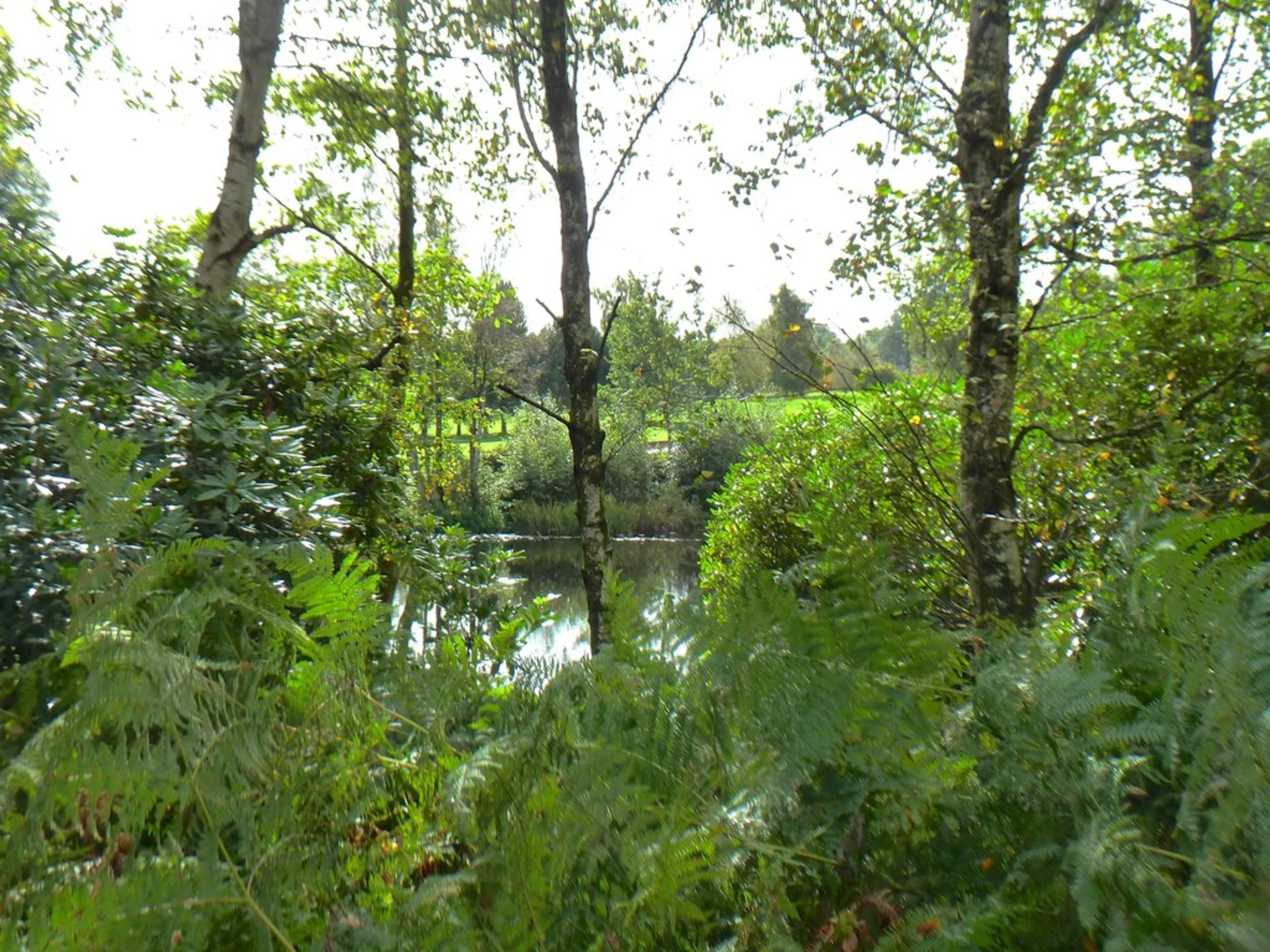An image depicting the trail Hey's wood Loop - Debenham and its surrounding area.